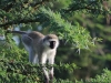 Vervet Monkey in the Serengeti