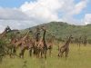 In the Serengeti