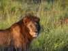 Catching Sunrise in the Serengeti