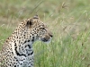 Leopard Mother