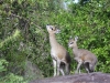 Klipspringers