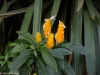 Beautiful flowers at the Southern Sun Mayfair Hotel