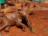 Followed by their mud baths