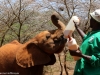 Babies at The David Sheldrick Wildlife Trust love their bottles