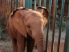 My latest adoptee - Malkia