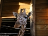 Kiko the giraffe is very friendly this evening