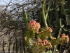 Laikipia is having a drought but the Euphorbia are happy