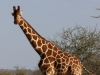 Reticulated giraffe