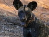 This one is wearing a collar to track