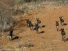 This pack is off on another hunt