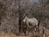 Grevy's zebra