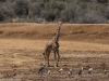 Giraffe was hoping to find water