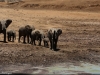 These elephants are happy for a small amount of water