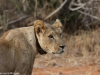 Even an occasional pride is being tracked