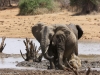 Splashing in a larger water hole