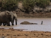 Entertainment - the snorkeling elephant