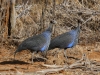 Vulturine guinea fowls are striking