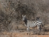The more common Plains zebra