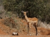 Baby impala looking for mom near the water hole
