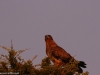 Tawny eagle at dawn