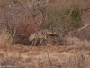 Striped hyena spotted by Laurena