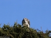 Martial eagle