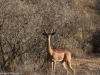 Gerenuk