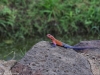 Agama lizard