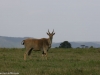 Eland