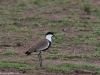 Spur-winged Lapwing