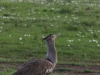 Kori bustard - the largest flying bird native to Africa
