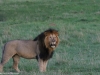 This is Frank, part of the Offbeat Pride