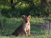 And one of the newest members of the pride