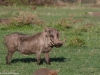 Happy warthog