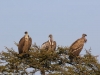 Vultures looking for breakfast