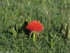 Fireball lily