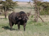 Looks like this Cape Buffalo has been digging in the mud