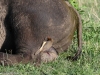 The Oxpeckers are grooming him