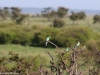 Eurasian bee eater