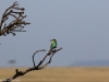Beautiful birds