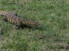 Colorful Monitor lizard on a hunt
