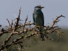 Eurasian roller