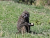 This baboon is eating and not sharing found mushrooms