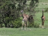 Masai giraffes - different skin patterns
