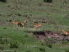 It's spring for the Impala and feeling good