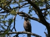 Brown snake eagle
