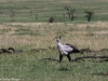 Secretary bird hunting for frogs