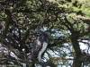 Martial eagle