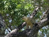 Lighter phase of the tawny eagle