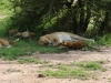 This lioness does not like being annoyed when it is hot